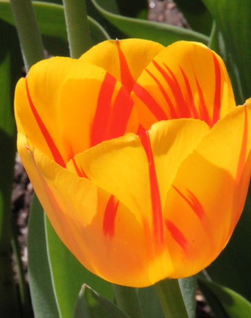170410bbcut-tulips1